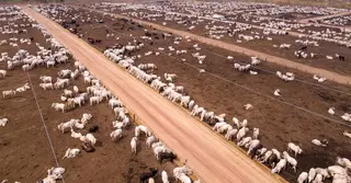 যুক্তরাষ্ট্রের শুল্ক ছাড়ের ঘোষণা: অস্ট্রেলিয়ায় সম্প্রসারিত হচ্ছে গবাদি পশুর খামার